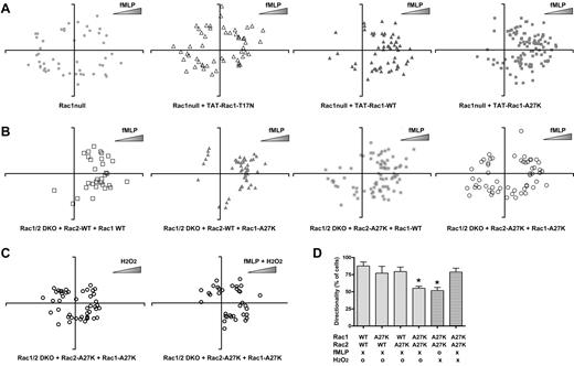 Figure 4. Rac1 and Rac2 regulate ROS formation required for directional migration. Neutrophil directional migration toward fMLP was determined using a Zigmond chamber. XY-plots represent the end points of migrating neutrophils with respect to the origin. (A) Rac1-null control neutrophils exhibit random migration. TAT-mediated transduction (200nM) of Rac1-null cells with wild-type Rac1 was able to rescue directionality. Transduction with TAT-Rac1-A27K also rescued directionality toward fMLP. Rac1-T17N–transduced cells behaved similarly to Rac1-null control cells. (B) Rac1/2-null double-knockout cells were transduced with equal amounts (200nM each) of TAT-tagged Rac1 wild-type or A27K and Rac2 wild-type or A27K. All combinations except Rac1-A27K/Rac2-A27K were able to rescue the directional migration defect. (C) Rac1/2 double-knockout cells were transduced with TAT-Rac1-A27K and TAT-Rac2-A27K. Subsequently, the cells were exposed to an fMLP gradient or to a combined fMLP/H2O2 gradient. (D) The combined results of at least 3 experiments ± SD are presented in the bar diagram. Asterisks represent significance (P < .05). XY plots depict representative results of 2-3 independent experiments.