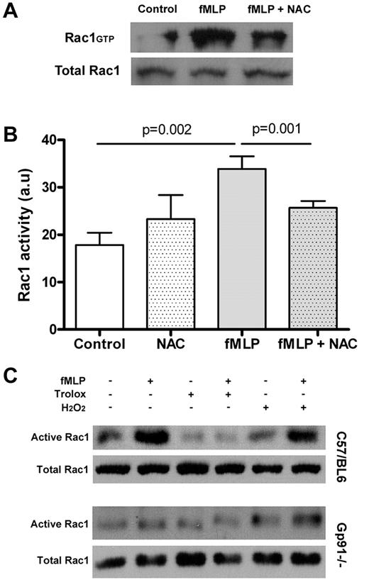 Figure 5. Rac activation is facilitated by ROS signaling. (A) PBD-PAK pulldown assays were used to quantify GTP-bound Rac1 in unstimulated neutrophils and cells stimulated for 1 minute with fMLP (1μM). fMLP induced an increase in Rac1 activity, which was attenuated by 15 minutes of preincubation with 10mM NAC. (B) The average ± SD of 3 independent Rac-GTP pulldown assays are presented in the bar diagram. (C) Active Rac1 was pulled down with the PBD-PAK from gp91−/− neutrophils and control cells (C57/BL57) after stimulation with fMLP (1μM) and/or H2O2 (50μM). Where indicated, cells were pretreated with Trolox (100μM).