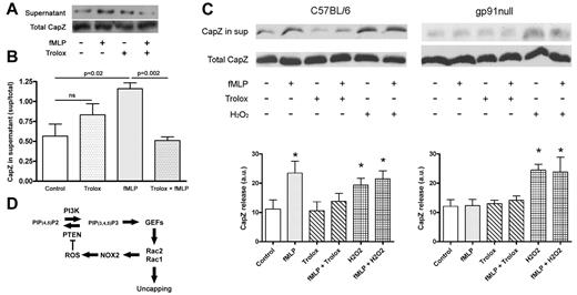 Figure 6. ROS signaling is required for uncapping activity. (A) Uncapping of actin filaments was measured by the fMLP-induced release of CapZ from partially permeabilized neutrophils. Cells were pretreated with Trolox or mock-treated for 15 minutes before stimulation with 1μM fMLP for 1 minute. Cells and supernatant were separated by centrifugation and analyzed by SDS-PAGE and immunoblotting for CapZ. (B) CapZ in pellets and supernatant were quantified by immunoblotting and subsequent densitometric analysis. Uncapping activity was quantified in 3 independent experiments by determining the ratio between CapZ in supernatant and pellet. The bar diagram depicts the averages ± SEM (n = 3). (C) CapZ-uncapping experiments were performed as described above using neutrophils from Gp91−/− and C57/BL6 control mice. Cells were stimulated with fMLP (1μM) and H2O2 (50μM) and pretreated with Trolox (100μM) where indicated. Bar diagrams depict averages ± SD (n = 3). Asterisks indicate significance, P < .05. (D) Model describing the redox-mediated amplification loop. Activation of Rac induces ROS formation by NOX2, which oxidizes PTEN. The decrease in PTEN activity results in increased PtdIns(3,4,5)P3 levels, facilitating guanine nucleotide exchange factor activity toward Rac. Subsequent Rac activity induces uncapping of actin filaments and local actin polymerization required for directional migration.