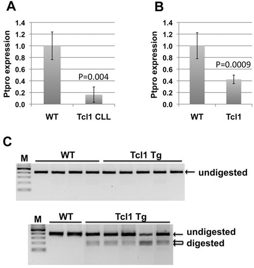 Figure 1. Transcriptional suppression and methylation of PTPROt in lymphocytes from TCL1 Tg mice. Real-time RT-PCR analysis of RNA from CD19+ selected spleen B cells from WT and TCL1 Tg mice at CLL stage (A) and at 7 weeks (B). Error bars represent SD. P values were calculated using the Student t test. (C) Bisulfite converted DNA from spleen CD19+-selected B cells of WT and TCL1 Tg mice at 7 weeks (top) and at CLL stage (bottom) were subjected to combined bisulfite restriction analysis using HinfI as the restriction enzyme.