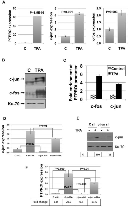 Figure 2. AP-1 elements are involved in PTPROt transcription and are essential for its transcription. U937 cells treated with 10 ng/mL TPA for 24 hours were used for expression of PTPROt, c-fos, and c-jun by real-time RT-PCR (A) and expression of c-fos and c-jun by Western blot (B). Error bars represent SD. P values were calculated using the Student t test. (C) Formaldehyde cross-linked chromatin from control and TPA-treated (10 ng/mL) U937 cells was used for immunoprecipitation with antibodies specific for c-fos and c-jun followed by PCR for PTPROt promoter. The data are normalized to input and represented as fold enrichment in TPA-treated cells over control cells. The experiment was repeated twice with similar results. Error bars represent SD. Depletion of c-jun in U937 cells by siRNA was measured by real-time RT-PCR (D) and Western blot (E). (F) Effect of c-jun siRNA on basal and TPA-induced expression of PTPROt was assessed by real-time RT-PCR. The experiment was repeated twice with similar observations. Error bars represent SD. P values were calculated using the Student t test.