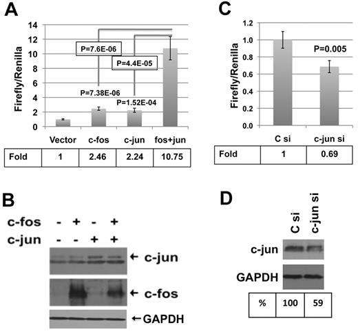 Figure 3. AP-1 regulates PTPROt promoter in K562 cells. K562 cells were transfected with either pGL3-basic or PTPt-P-luc (PTPROt promoter region from −1040 to +261 with respect to transcription start site cloned upstream of firefly luciferase in pGL3-basic5) in combination with expression vectors for c-fos, c-jun, or both. Luciferase activity was measured using a dual luciferase assay kit. (A) Normalized promoter activity (firefly/Renilla) is represented as fold change over the activity in the absence of c-fos and c-jun. (B) Overexpression of c-fos and c-jun was confirmed by Western blot analysis. K562 cells were transfected with pGL3-basic or PTPt-P-Luc along with control or c-jun–specific siRNA. Luciferase activity was measured using a dual luciferase assay kit. (C) Normalized promoter activity (firefly/Renilla) is represented as fold change in c-jun siRNA-transfected cells over control siRNA-transfected cells. (D) Knockdown of c-jun was confirmed by Western blot analysis. Each experiment was performed with 5 replicates and repeated twice. Error bars represent SD. P values were calculated using the Student t test.