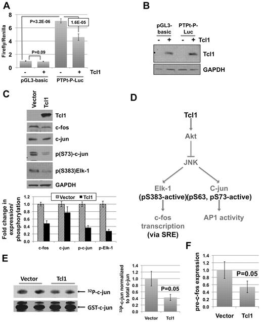 Figure 4. TCL1 suppresses PTPROt promoter in K562 cells by inhibiting c-fos transcription and c-jun activity. K562 cells were transfected with pGL3-basic or PTPt-P-Luc and TCL1 expression vector as indicated. (A) Normalized luciferase activity (firefly/Renilla) is reported as fold change over pGL3-basic activity. Error bars represent SD. P values were calculated using the Student t test. (B) TCL1 expression in transfected cells was confirmed by Western blot. The experiment was repeated twice with 5 replicates each. (C) Western blot analysis of whole cell extracts prepared from K562 cells stably expressing TCL1 using the antibodies indicated in the figure. Quantification of bands using AlphaImager (Alpha Innotech) represented as column graph. Error bars represent SD. (D) Possible mechanisms of AP-1 inhibition by TCL1. (E) JNK activity assay was performed using extracts from K562 cells transfected with vector or stably expressing TCL1. 32P-Labeled substrate (c-jun) was resolved on 10% SDS-PAGE and subjected to autoradiography and immunoblotting with anti-GST antibody. The experiment was repeated twice with duplicates in each run. Quantification of bands represented as column graph. Error bars represent SD. P values were calculated using the Student t test. (F) Expression of pre-c-fos normalized to β-actin was analyzed by real-time RT-PCR on total RNA from vector control and TCL1-expressing K562 cells. The experiment was repeated twice with triplicate measurements. Error bars represent SD. P values were calculated using the Student t test.