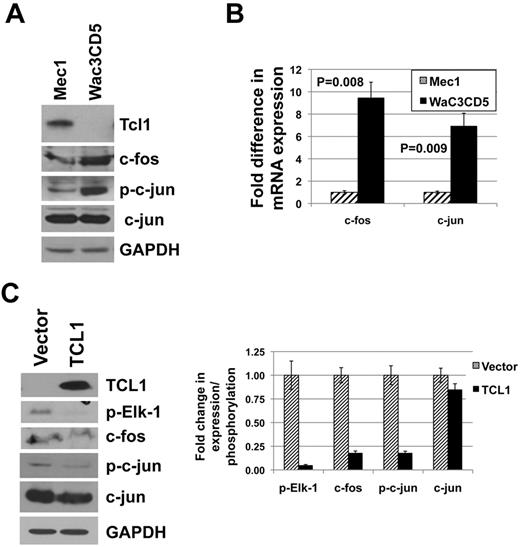 Figure 5. TCL1 expression in CLL-like cell lines inversely correlates with expression of c-fos and phosphorylation of c-jun. (A) Whole cell extracts of CLL-like cell lines Mec1 and WaC3CD5 were subjected to immunoblot analysis using antibodies indicated in the figure. (B) Real-time RT-PCR analysis of c-fos and c-jun in total RNA extracted from Mec1 and WaC3CD5 cells. The experiment was repeated twice with triplicate measurements. Error bars represent SD. P values were calculated using the Student t test. (C) WaC3CD5 cells ectopically expressing TCL1 were generated by retroviral infection. Western blot analysis using antibodies indicated in the figure was performed on whole cells extracts from vector control and TCL1 expressing WaC3CD5 cells. Quantification of bands represented as column graph.