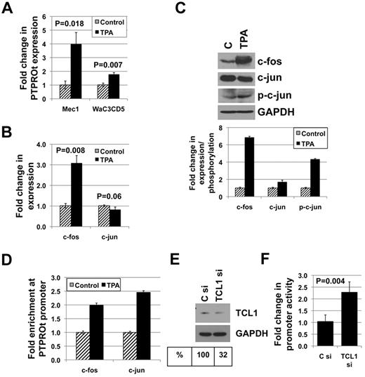 Figure 6. AP-1 elements and TCL1 are involved in the regulation of PTPROt in CLL-like cell line Mec1. (A) Mec1 and WaC3Cd5 cells treated with 10 ng/mL TPA for 24 hours were used for real-time RT-PCR analysis of PTPROt. (B) Expression of c-fos and c-jun in Mec1 cells treated with TPA was measured by real-time RT-PCR. (C) Western blot analysis was performed to determine expression of c-fos, c-jun, p-c-jun, and GAPDH as well as phosphorylation of c-jun. Quantification of bands is represented as column graph. (D) Chromatin immunoprecipitation was performed on untreated and TPA-treated Mec1 cells using antibodies against c-fos and c-jun followed by PCR for PTPROt promoter. The data are normalized to input and represented as fold enrichment in TPA-treated cells over control cells. Mec1 cells were transfected with PTPt-P-Luc promoter reporter construct along with either control siRNA or siRNA against TCL1. (E) Western blot analysis was performed to confirm knockdown of TCL1. (F) Luciferase activity measured by a dual luciferase assay kit was normalized (firefly/Renilla) and is represented as fold change in TCL1 siRNA-transfected cells over that in control siRNA-transfected cells.