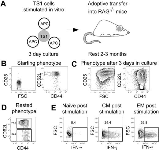Figure 2. Generation of TS1 memory cells. TS1 TN were stimulated in vitro with HA peptide and irradiated T cell-depleted splenocytes for 3 days. Cells were then transferred into RAG−/− mice and allowed to rest for 2-3 months (design, A). Shown are representative flow cytometry showing the phenotypes before culture (B), after 3 days in culture (C) and after resting in RAG−/− mice (D). Data are representative of > 10 experiments. IFN-γ production in TN, TCM and TEM post stimulation with PMA and ionomycin is shown in panel E (data are from 1 experiment).