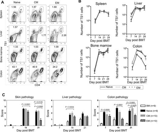 Figure 4. Fewer colon TS1 cells accumulate in recipients of TEM than in recipients of TN or TCM. HA104 mice received 750cGy and 8 × 106 RAG−/− BM cells in combination with 3000 TS1 TN, TCM, or TEM. On days 7, 14, 21, and 28, mice were killed and spleen, liver, BM, and colon cells were isolated. In addition, skin, colon, and liver samples were taken for analysis of histopathology. Representative FACS plots of CD4 and TS1 staining in the spleen, liver, BM and colon of TN, TCM, and TEM recipients 14 days after transplantation are shown in (A). Total numbers of TS1 in spleen, liver, BM and colons of TN, TCM and TEM recipients are shown in (B). In the colon, P values comparing the number of TS1 cells in TN versus TEM recipients were as follows: day 7, P = .0021; day 14, P = .0015; day 21, P < .0001; day 28, P = .0286. Skin, liver and colon pathology scores are shown in (C). For day 21 colon scores, P = .0025 comparing scores in recipients of TEM to the combined scores from TN and TCM recipients. Results shown are combined from 2 independent experiments. In the first experiment, a minimum of 4 mice per group were killed on days 7,14, 21, and 28. In the second experiment a minimum of 4 mice per group were killed on days 7, 14, and 21. Day 21 pathology scores for TN recipients are also shown in Figure 1D.