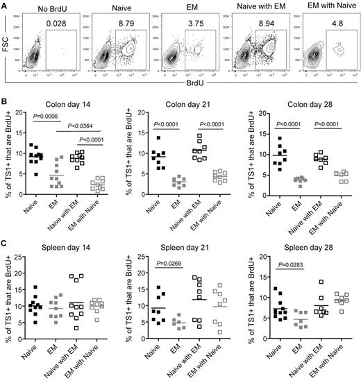 Figure 6. Fewer colon TS1 proliferate in TEM than in TN recipients. Mice were transplanted as in Figure 5. On days 14, 21, and 28, mice received BrdU 30 minutes before sacrifice. (A) Representative BrdU staining on CD4+TS1+ cells recovered from colon on day 14. The no BrdU control depicts a recipient of TS1 TN and TEM that was not injected with BrdU. Percentages of colon (B) and splenic (C) CD4+TS1+ cells that are BrdU+. For each time point, data were combined from 2 independent experiments with similar results.