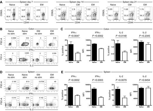 Figure 7. Progeny of TS1 TEM produce less IFN-γ than progeny of TS1 TN. HA104 mice received 750cGy and 8 × 106 RAG−/− BM cells in combination with 3000 TS1 TN, TCM or TEM. (A) Expression of CD62L and CD44 for CD4+ TS1+ cells in the spleen on days 7, 14 and 21. (B-E) HA104 recipients were transplanted with 3000 TS1 TN or TEM as described in panel A. On day 21, spleen and colon cells were isolated, stimulated with PMA and ionomycin and stained for IFN-γ and IL-2. Representative FACS plots with and without stimulation are shown for the colon (B) and for the spleen (D). The percentages of TS1 cells that are IFN-γ+ or IL-2+ and the MFIs of the IFN-γ+ or IL-2+ cells are shown for the colon (C) and the spleen (E). Data are combined from 2 independent experiments (total of 8 mice per group).