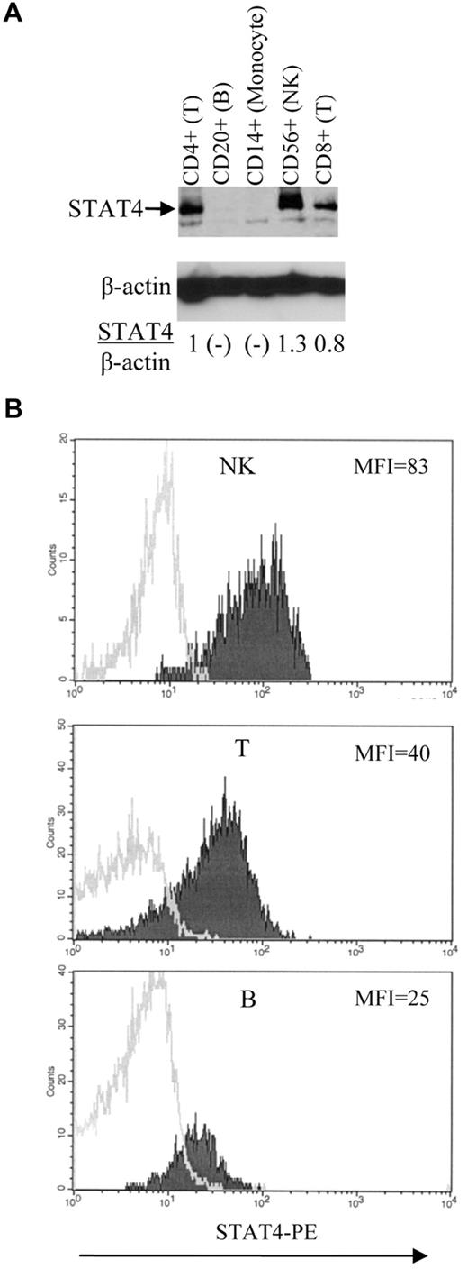 Figure 2. Expression of STAT4 in different hematopoietic-cell subsets. (A) Immunoblot analysis of STAT4 protein levels. Various subsets of cells as indicated were isolated from control PBMCs using positive selection with magnetic beads (Miltenyi Biotec). The level of STAT4 protein in each subset was determined as described in Figure 1E. Nondetectable STAT4 protein is presented as (-). Results shown are representative of 3 different control samples that were tested. (B) Flow cytometric analysis of STAT4 protein levels. Control PBMCs were stained with mAbs specific for lineage-associated antigens, fixed, permeabilized, and stained with anti-STAT4 Abs as described in “Methods.” Histograms represent data obtained by electronic gating on CD3−CD56+ cells (NK-cell subset; top panel), CD3+CD56− cells (T-cell subset; middle panel), and CD3−CD20+ cells (B-cell subset; bottom panel). Logarithm of red fluorescence is displayed on the abscissa and relative cell number on the ordinate. STAT4 Ab staining is indicated by shaded histograms and control staining by open histograms. Results shown are representative of 10 different control samples that were tested. Summary data and statistics are presented in the text.