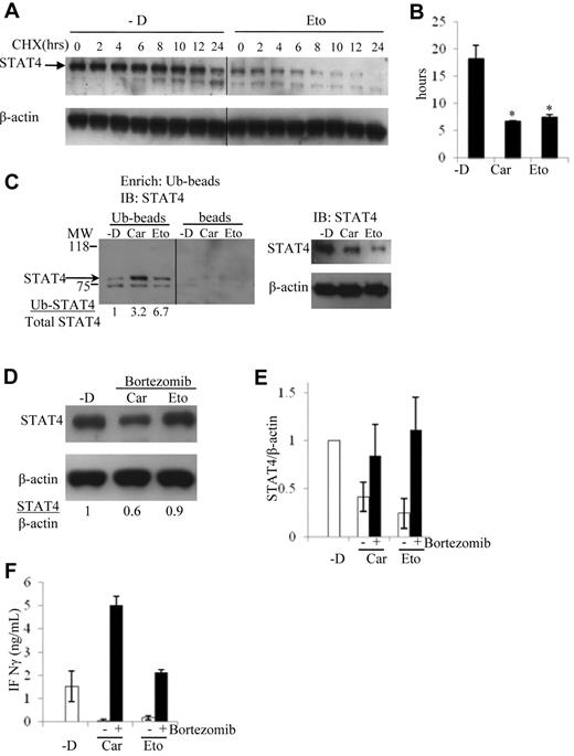 Figure 6. Chemotherapy drugs reduce STAT4 protein levels via ubiquitin-mediated proteasomal degradation. NKL cells were treated without (-D) or with 50μM carmustine (Car) or 2μM etoposide (Eto) as described in Figure 3D. Dead cells were removed by Ficoll centrifugation from the culture of each treatment, and the collected viable cells were subsequently incubated with cycloheximide (CHX) for 0, 2, 4, 6, 8, 10, 12, and 24 hours. STAT4 protein expression was analyzed by immunoblotting, and a vertical line has been inserted to indicate the repositioned gel lane (A). The levels of STAT4 protein were determined by the densitometry of the corresponding bands normalized to endogenous control β-actin using the National Institutes of Health ImageJ program. The half-life of STAT4 protein was calculated accordingly, and the results shown are means ± SD from a total of 3 independent experiments (B). *P < .05 relative to treatment without chemotherapy drug (-D). (C) NKL cells were treated without (-D) or with 50μM carmustine (Car) or 2μM etoposide (Eto) as in Figure 3D. Dead cells were removed as described in panel A, followed by total protein extraction. Ubiquitin-conjugated protein was first enriched using the Ubiquitin Enrichment Kit (Thermo Scientific) with a specialized affinity resin binding to polyubiquitinylated proteins from cell lysates (Ub-beads). The negative control is the resin slurry lacking affinity to polyubiquitinylated proteins (beads). The enriched proteins were subjected to immunoblotting. Ubiquitin-conjugated STAT4 protein levels were analyzed using an anti-STAT4 mAb (left panel). Total STAT4 protein levels were analyzed using immunoblotting from 10 μg of whole-cell lysates (right panel). The ratio of Ub-STAT4 to total STAT4 is indicated below. The molecular weight (MW) at 75 and 118 kD is labeled. The panel is representative of 3 independent experiments, and a vertical line has been inserted to indicate the repositioned gel lane. (D) NKL cells were incubated with the proteasome inhibitor bortezomib at 5.2nM simultaneously with 50μM carmustine (Car) or 2μM etoposide (Eto) for 2 days. STAT4 protein levels were determined by immunoblotting. The results are representative of 3 independent experiments. Ratio of total STAT4 to β-actin is indicated below. (E) Densitometric analysis of STAT4 protein levels in NKL cells treated with carmustine or etoposide in the presence or absence of bortezomib. The results are presented as the averaged ratio of STAT4 to β-actin from 2 independent experiments as means ± SD (F) NKL cell treated as described in panel D were stimulated with IL-12 at 2 ng/mL for 1 day. The IFN-γ levels in the cell supernatants were evaluated using ELISA. Results are averaged from 2 independent experiments as means ± SD.