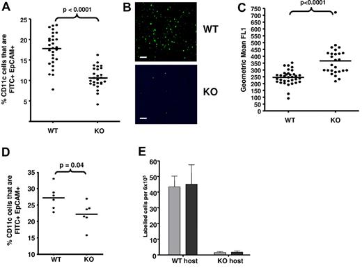 Figure 5. Impaired APC movement in inflamed D6-deficient mice. (A) D6-deficient mice show impaired LC trafficking from inflamed skin to LNs. The percentage of LN CD11c+ cells that were FITC+EpCAM+ LC in LNs draining TPA-inflamed skin, 24 hours after FITC application, was assessed by flow cytometry. (B) Representative microscopic images of draining LNs, showing the differential presence of FITC (green)–positive leukocytes in WT and D6-deficient mice. Images were acquired at ×20 magnification on a Plan-Neoplmar 20×/0.5 objective. Scale bar represents 50 μm. (C) FITC intensity (mean fluorescence intensity) of LCs in draining LNs as measured by flow cytometry. (D) Inflammation is required for the impairment of LC migration to LNs in D6-deficient mice. FITC was applied to WT and D6-deficient mouse skin without prior inflammation and FITC+EpCAM+ LC numbers, in LNs, measured by flow cytometry. (E) Numbers of donor WT (gray) and D6-deficient (black) DCs present in draining LNs of inflamed host as determined by flow cytometry. Data are from 3 (A-C,E) and 2 (D) independent experiments with n > 3 mice per experimental group for each individual experiment.