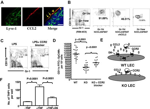 Figure 6. CCL2/CCR2 dependence of perilymphatic cellular accumulation in D6-deficient mice. (A) Confocal images representing the localization of CCL2 (red) on Lyve1+ lymphatic vessels (green) surrounding the subcapsular sinus of a popliteal LN of a D6-deficient mouse 24 hours after subcutaneously footpad injection of LPS. DAPI (blue) was used for nuclear staining (blue). LECs showing Lyve1 and CCR2 positivity are marked by yellow arrows. Images were acquired at ×63 magnification with a scan zoom at 2.0 on a Plan-Apochromat 63×/1.4 oil Ph3 objective. Scale bar represents 20 μm. (B) CD11b+Gr1hi cells express CCR2. Popliteal LN cells collected from D6-deficient mice, 24 hours after footpad LPS injection, were incubated with AF-647–labeled human (h) CCL2, in the presence or absence of a 10-fold molar excess of unlabeled hCCL2 at 37°C for 30 minutes, and analyzed by flow cytometry. The data show CCL2 binding by CD11b+Gr1hi but less by CD11b+Gr1low cells. Cells that were left unstained were used as a control for background fluorescence. (C) CCR2 is involved in the accumulation of myelomonocytic cells in D6-deficient LNs. Two representative contour plots showing the ability of a CCR2 blocker (RS504393) to reduce numbers of CD11b+Gr1+ cells in D6-deficient politeal LNs 2 hours after subcutaneously footpad administration of LPS. (D) Intravenous administration of a CCR2 antagonist partially restored LC (CD11c+EpCAM+FITC+) migration from inflamed skin to draining LNs in D6-deficient mice. (E) A diagrammatic representation of the hypothesized role for D6 on LECs. (F) D6 impairs inflammatory leukocyte binding to HUVECs. Control HUVECs or HUVECs transfected with D6-GFP were activated by TNF and TAMRA-labeled THP-1 cell binding measured. Data are from 3 (C) and 2 (A-B,D,F) independent experiments with n > 3 mice per experimental group for each individual experiments.