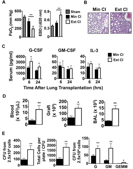 Figure 1. Emergency granulopoiesis. (A) PaO2 (left) and Evans Blue Dye (EBD; right) exclusion in sham-operated B6 mice or 24 hours after Min CI or Ext CI Balb/c → B6 transplantation (N ≥ 5). (B) Histology from Min CI (n = 4) or Ext CI (n = 5) Balb/c → B6 lungs on POD 1. (C) Serum concentrations of indicated cytokines from Min CI or Ext CI Balb/c → B6 transplantations 6 and 24 hours after engraftment (n ≥ 4). (D) Neutrophil numbers in the blood, graft tissue, and BAL from Min CI or Ext CI Balb/c → B6 transplantations on POD 1 (n = 4). (E) BM cells were isolated from Min CI or Ext CI Balb/c → B6 lung transplantations 36 hours after engraftment and 2.5 × 104 cells per plate were assayed in methylcellulose for CFU (left), total number of cells per plate to CFU (center), and CFU (right) differentiated as arising from granulocyte (G), granulocyte-macrophage (GM), and granulocyte-erythroid-macrophage-megakaryocyte (GEMM) progenitors. Data shown are from 1 representative experiment from 4 independently conducted experiments. Data for panels A through E represent the mean ± SEM. *P < .05; **P < .01.