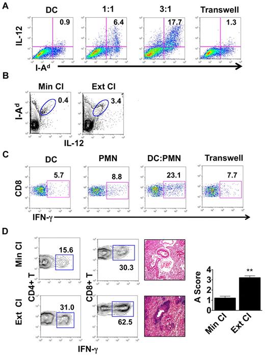 Figure 3. Neutrophils from lung recipients activate DCs in a contact-dependent manner. (A) IL-12 and MHC II (I-Ad) expression in Balb/c BMDCs cultured for 24 hours alone or with BAL neutrophils from Ext CI B6 → B6 lung transplantations at a BAL neutrophil to BMDC ratio of 1:1 or 3:1, or separated by a Transwell at a ratio of 3:1. (B) Percent abundance of intragraft IL-12+ I-Ad+ cells in Min CI or Ext CI Balb/c → B6 transplantations on POD 1. (C) IFN-γ expression after stimulation with Balb/c splenocytes in CD8+ T cells isolated from B6 mice 1 week after injection of immature Balb/c BMDCs (DC), BAL neutrophils (PMN) from Ext CI B6 → B6 transplantations, Balb/c BMDCs cultured with PMN, or Balb/c BMDCs cultured with PMN separated by a Transwell. (D) Percent abundance of intragraft IFN-γ+CD4+ and IFN-γ+CD8+ T cells (n ≥ 6; left), histology (n ≥ 6; center), and rejection scores (n = 5; right) in costimulation blockade-treated Min CI or Ext CI Balb/c → B6 transplantations on POD 7. Results are shown as means ± SEM. *P < .05; **P < .01. Data for panels A-E are representative of ≥ 3 independent experiments unless otherwise noted.