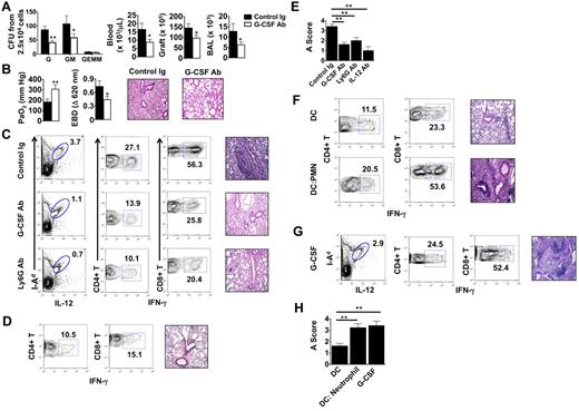 Figure 4. G-CSF blockade promotes the acceptance of lung allografts exposed to extended cold ischemia. (A) BM cells isolated from Ext CI Balb/c → B6 lung transplantations treated with control Ig or anti–G-CSF Ab 36 hours after engraftment and 2.5 × 104 cells per plate were methylcellulose assayed for CFU-G, CFU-GM and CFU-GEMM numbers (n = 4; left). Neutrophil numbers in peripheral blood, lung tissue, and BAL from control Ig or anti–G-CSF Ab–treated Ext CI Balb/c → B6 transplantations 24 hours after engraftment (n = 4; right). (B) Analysis of PaO2 (n = 5; left), exclusion of EBD (center); and histology (n = 5; right) after engraftment. (C) Percent abundance of intragraft IL-12+ I-Ad+ cells on POD 1 (n = 3; left), percent abundance of intragraft IFN-γ+CD4+ and IFN-γ+CD8+ T cells on POD 7 (n ≥ 4; center) and representative histology (n ≥ 4; right) on POD 7 from control Ig–treated, G-CSF Ab–treated, or Ly6G Ab–treated Ext CI Balb/c → B6 transplantations that received costimulatory blockade. (D) Ext CI Balb/c → B6 transplantations that received costimulatory blockade and IL-12–neutralizing Abs (n = 4) and assessed on POD 7 for the percentage abundance of intragraft IFN-γ+ CD4+ and IFN-γ+ CD8+ T cells (n = 4; left) and representative histology (n = 4; right) (E) Rejection scoring of lung grafts on POD 7 from costimulatory blockade-treated Ext CI Balb/c → B6 recipients that received control Ig, G-CSF, Ly6G, or IL-12 Abs. (F) Percent abundance of intragraft IFN-γ+CD4+ and IFN-γ+CD8+ T cells (n ≥ 3; left) and representative histology (n ≥ 3; right) on POD 7 from costimulatory blockade-treated Min CI Balb/c → B6 transplantations that received an IV injection of either 5 × 105 Balb/c BMDCs (DC) or 5 × 105 Balb/c BMDCs activated by coculture with BAL neutrophils from Ext CI B6 → B6 transplantations (DC: Neutrophil). (G) Percent abundance of intragraft IL-12+I-Ad+ cells on POD 1 (n = 3; left), percent abundance of intragraft IFN-γ+CD4+ and IFN-γ+CD8+ T cells (n = 4; center) on POD 7 and histology on POD 7 (n = 4; right) from costimulatory blockade–treated Min CI Balb/c → B6 transplantations that received mouse recombinant G-CSF (10 μg) immediately after reperfusion. (H) Rejection scoring on POD 7 for costimulatory blockade–treated Min CI Balb/c → B6 transplantations that received DCs, DC:Neutrophil, or G-CSF. Data for panels A, B, E, and H represent the means ± SEM. *P < .05; **P < .01.