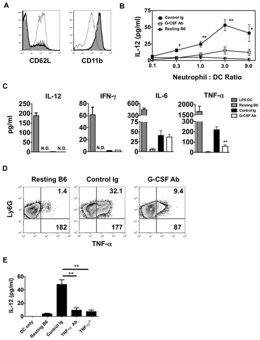 Figure 5. TNF-α from lung recipient neutrophils drives IL-12 expression in DCs. (A) Representative histogram (n = 4) of CD62L and CD11b expression of either neutrophils isolated from the airway of control Ig–treated (thick line) and G-CSF Ab-treated (solid line) Ext CI Balb/c → B6 lung recipients on POD 1 or neutrophils from resting B6 mouse BM (thin line). (B) Airway neutrophils from control Ig–treated or G-CSF Ab–treated Ext CI Balb/c → B6 lung recipients on POD1 or neutrophils from resting B6 mouse BM were cocultured with BMDCs in the indicated neutrophil to DC ratios for 24 hours and then supernatants were assessed for the accumulation of IL-12. Results are representative of 2 independently performed experiments. (C) BMDCs were stimulated with 10 ng/mL of LPS for 24 hours (LPS DC) or POD 1 airway neutrophils from control Ig–treated or G-CSF Ab–treated Ext CI Balb/c → B6 lung recipients or neutrophils from resting B6 mouse BM were cultured for 24 hours and then supernatants were analyzed for IL-12, IFN-γ, IL-6, and TNF-α. Results are representative of 3 independently performed experiments. (D) Intracellular TNF-α expression from resting B6 mouse BM neutrophils or airway neutrophils from control Ig–treated or G-CSF Ab–treated Ext CI Balb/c → B6 lung recipients on POD 1. Representative results from 4 independent experiments are shown, in which the upper right number indicates the percentage abundance of TNF-α+ cells and the lower right number is the mean fluorescence intensity of TNF-α expression. (E) IL-12 accumulation in the supernatants of BMDC culture or BMDC coculture with resting B6 neutrophils, POD 1 airway neutrophils from Ext CI Balb/c → B6 lung recipients, treated with control Ig or TNF-α Abs, or POD 1 airway neutrophils from Ext CI Balb/c → B6 TNF-α−/− lung recipients. Data are representative of 2 independent experiments. Data for panels B and E represent the means ± SEM. *P < .05; **P < .01.