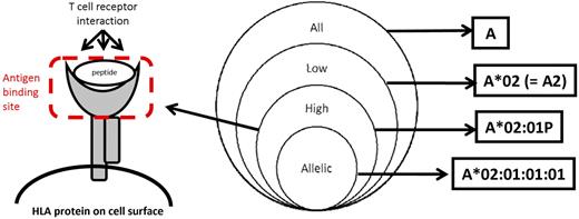 Figure 1. HLA typing resolution. The Venn diagram illustrates increasing levels of HLA typing resolution. The figure on the left shows the antigen binding site of an HLA class I molecule. High-resolution HLA typing defines the specific DNA sequence of the antigen binding site. Allelic resolution defines a single allele as defined by a unique DNA sequence for the HLA gene; in certain instances, the allele name may include synonymous DNA substitutions within the coding region, differences in the noncoding region, and changes in expression. An example of allelic resolution is A*01:01:01:01 for which synonymous DNA substitutions and differences in the noncoding region have been defined. A*02:07 is also an example of allelic resolution; this allele has not been found to have synonymous DNA substitutions or differences in the noncoding region to date.