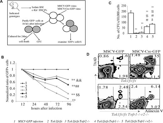 Figure 3. Both Tnfr1 and Tnfr2 are involved in mediating the TNF-α–induced death of Tak1−/− HSPCs. (A) Schematic diagram of the experimental design. c-kit+ HSPCs were isolated from BM of mice with indicated genotypes. These HSPCs were infected with MSCV-Cre-GFP virus to induce Tak1 deletion in vitro. Infected cells were cultured in HSPC medium with medium changes every day. MSCV-GFP–infected Tak1fx/fx HSPCs were studied in parallel as controls (group 1 in B-C). (B) The percentages of infected cells (GFP+) from each sample were examined by flow cytometry at indicated time points and normalized to the percentage of MSCV-GFP–infected control group cells at corresponding time points. (C-D) Infected cells were purified by FACS and seeded for CFU assay. Exactly 30 000 GFP+ cells from each genotype were sorted and seeded into 3 plates. Numbers of colonies for each plate were counted on day 10 after cell seeding. Data shown in the figure are representative of 3 independent experiments (C). Purified infected cells with indicated genotypes were incubated in HSPC medium for 24 hours, followed by annexin V and 7-AAD staining for cell death analysis (D). **Significant reduction compared with MSCV-GFP–infected control group (P < .01). $Significant increase compared with Tak1fx/fx group ($P < .05; $$P < .01). ##Significant increase compared with Tak1fx/fx Tnfr2−/− group (P < .01). &Significant increase compared with Tak1fx/fx Tnfr1−/− group (&P < .05; &&P < .01).