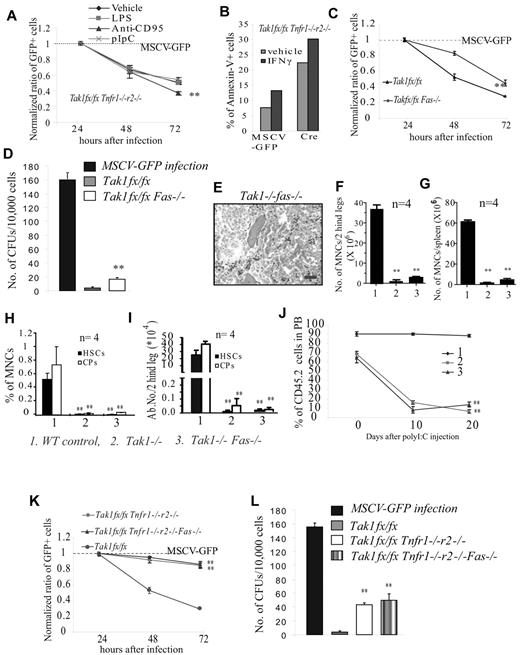 Figure 5. Fas inactivation can partially prevent the depletion of Tak1−/− HSPCs in vitro but not in vivo. (A-B) c-kit+ HSPCs were isolated from Tak1fx/fxTnfr1−/−r2−/− mice. (A) These cells were infected with MSCV-Cre-GFP virus to induce Tak1 deletion and cultured in HSPC medium with or without inflammatory cytokine treatment. MSCV-GFP infection was studied in parallel as a control. The ratios of GFP+ cells (normalized to MSCV-GFP infection) were compared among different treatment groups. **Significant reduction compared with vehicle-treated group (P < .01). (B) These infected cells were purified by FACS and cultured in HSPC medium with or without IFN-γ treatment. Cell death was examined by annexin V staining. Data shown in this figure are representative of 3 independent experiments. (C-D) c-kit+ HSPCs were isolated from Tak1fx/fx and Tak1fx/fxFas−/− mice. These cells were infected with MSCV-Cre-GFP virus to induce Tak1 deletion and cultured in HSPC medium to examine dynamic changes in the ratios of infected (GFP+) cells (C) or seeded for CFU assay (D). MSCV-GFP infections were studied in parallel as a control. Normalized ratios of GFP+ cells were compared between Tak1fx/fx and Tak1fx/fxFas−/− HSPCs. **Significant increase compared with Tak1fx/fx group (P < .01). (E-J) Tak1−/−Fas−/− mice were injected with poly I:C every other day for a total 3 injections; BM and spleens were collected 8 days hence. WT and Tak1−/− mice were treated and studied in parallel as controls. BM histology (20 × 0.7 air; bar represents 100 μm in length; E), MNCs in BM (F), MNCs in spleen (G), percentages (H), and absolute numbers (I) of HSCs and CPs in BM were compared among WT, Tak1−/−, and Tak1−/−Fas−/− groups. J. As described in Figure 4, BM MNCs from Tak1−/−Fas−/− (CD45.2+) mice (before Tak1 deletion was induced) were mixed with WT (CD45.1+) competitor cells (10:1 ratio) and transplanted into lethally-irradiated recipient mice (CD45.1+). After examining the percentages of donor-derived cells in PB of recipient mice, these mice were injected with poly I:C every other day for a total of 3 injections to induce Tak1 deletion. BM MNCs from WT and Tak1−/− mice were transplanted and studied in parallel as controls. The percentages of donor-derived cells in PB of the recipients were examined 10 and 20 days later. (F-J) **Significant reduction compared with WT control (P < .01). (K-L) c-kit+ HSPCs were collected from Tak1fx/fx Tnfr1−/−r2−/−, Tak1fx/fxTnfr1−/−r2−/−Fas−/−, and Tak1fx/fx mice and infected with MSCV-Cre-GFP to induce Tak1 deletion. Infected cells were incubated in either HSPC medium to examine the dynamic changes in ratios of infected cells (K), or sorted for CFU assay (L). MSCV-GFP–infected Tak1fx/fx HSPCs were studied in parallel as controls. (K-L) **Significant increase compared with Tak1fx/fx group (P < .01).