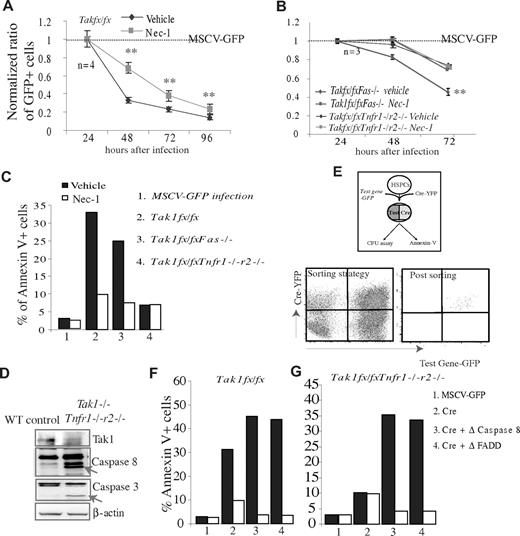 Figure 6. The death of Tak1−/− HSPCs is nearly completely prevented by the inhibition of both RIP-1 and caspase-8 activity. (A-C) c-kit+ HSPCs were isolated from Tak1fx/fx, Tak1fx/fxTnfr1−/−r2−/−, and Tak1fx/fxFas−/− mice and separately infected with MSCV-Cre-GFP and MSCV-GFP virus. (A-B) Infected cells were incubated in HSPC medium with or without addition of 30 μg/mL Nec-1. The dynamic changes in GFP+ cell ratios were examined at the indicated time points. Data were normalized to MSCV-GFP infected HSPCs. Dashed line represents the normalized data for MSCV-GFP infected HSPCs. **Significant difference between Nec-1–treated groups and vehicle-only groups. (C) Infected HSPCs were purified by FACS 16 hours after infection and incubated in HSPC medium with or without addition of Nec-1. Death of infected cells was analyzed 24 hours later by annexin V staining. (D) WT and Tak1−/−Tnfr1−/−r2−/− mice were injected with poly I:C on days 1 and 2 to induce Tak1 deletion. BM MNCs were isolated on day 3 to examine the activity of caspase-8 and caspase-3 by Western blotting. The bands indicated by arrows are active forms of caspase-8 or caspase-3. (E-G) c-kit+ HSPCs were isolated from Tak1fx/fx and Tak1fx/fxTnfr1−/−r2−/− mice and coinfected with MSCV-Cre-YFP and MSCV-Δ-caspase-8-GFP or MSCV-Δ-FADD-GFP virus. Coinfected cells were purified by FACS to sort for GFP+YFP+ cells (D) and incubated in HSPC medium for 24 hours with or without Nec-1 treatment. Death of coinfected cells was analyzed by annexin V staining (F-G). MSCV-GFP and MSCV-Cre-YFP infections were studied in parallel as controls. (C,F-G) Data are a representative of 3 independent experiments.