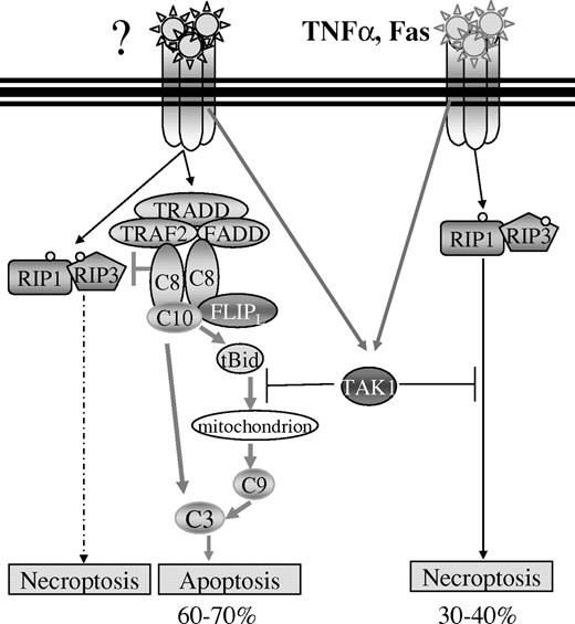 Figure 7. Schematic model of the mechanism of Tak1 protection of HSPC survival. Two distinct populations of HSPCs exist in BM hematopoietic tissue based on their response to TNF-α/Fas-induced death signaling. TNF-α/Fas, acting through RIP-1, stimulates necroptosis in 30% to 40% of HSPCs, whereas (an) unknown factor(s) induce(s) caspase-8–dependent type I or II apoptosis in the remaining HSPCs. Tak1-mediated survival signaling, stimulated by proinflammatory cytokines, prevents both types of cell death.