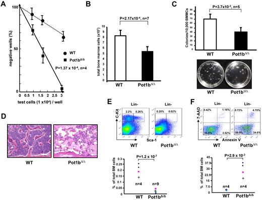 Figure 1. Defective hematopoiesis in Pot1bΔ/Δ mice. (A) The long-term culture-initiation cell assay was used to enumerate primitive BM progenitor cells in 2-month-old wild-type and Pot1bΔ/Δ mice (n = 4 mice per genotype, P = 1.0 × 10−4). (B) Numbers of total BM nucleated cells isolated from 6-month-old Pot1bΔ/Δ mice compared with age- and sex-matched wild-type controls (n = 7 mice per genotype, P = 2.2 × 10−4). Error bars represent SEM. (C) Numbers of colonies arising from 104 mono-nucleated wild-type (WT) and Pot1bΔ/Δ BM cells seeded in methylcellulose. Results are mean from 5 experiments (P = 3.7 × 10−3). Error bars represent SEM. Representative images were obtained after 12 days in culture. (D) BM morphology of bone diaphysis of a pair of a 15-month-old wild-type and Pot1bΔ/Δ mice (magnification ×20). (E) Expression of Sca-1 and c-Kit in multilineage-negative BM cells from wild-type (WT) and Pot1bΔ/Δ mice. Results were expressed as percentage of total nucleated BM cells for each fraction. The bottom panel shows data from 4 wild-type mice and 9 Pot1bΔ/Δ mice (P = 1.2 × 10−7). (F) Annexin V/7-AAD FACS profiles of BM derived from aged wild-type and Pot1bΔ/Δ mice. Bottom panel shows data from 4 wild-type and 4 Pot1bΔ/Δ mice (P = 2.9 × 10−3).