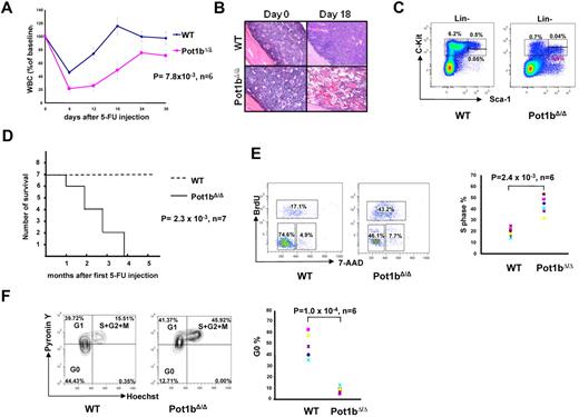 Figure 2. HSC exhaustion in the absence of Pot1b. (A) Serial peripheral blood count was used to monitor 2-month-old wild-type (WT) and Pot1bΔ/Δ mice injected with a single dose of 5-FU (75 mg/kg, intraperitoneally). WBC counts are shown as a percentage of the initial baseline values for each group of mice (n = 6 mice per genotype, P = 7.8 × 10−3). Error bars represent SEM. (B) BM morphology (magnification ×20) before and 18 days after 5-FU injection for wild-type (WT) and Pot1bΔ/Δ mice. (C) Representative FACs analysis of multilineage negative cells 12 days after 5-FU injection. Results are expressed as percentage of total nucleated BM cells for each fraction. (D) Survival outcome of sequentially 5-FU–injected wild-type (WT) and Pot1bΔ/Δ mice. Results were analyzed with a log-rank nonparametric test and expressed as Kaplan-Meier survival curves (n = 7 mice per genotype, P = 2.3 × 10−3). (E) Representative cell-cycle analysis on LSK cells isolated from both wild-type (WT) and Pot1bΔ/Δ mice. Data from the 6 experiments are shown in the right panel (P = 2.4 × 10−3). (F) LSK cells were stained for DNA (Hoechst 33 342) and RNA (Pyronin Y) to assess the relative proportions in the G0, G1 phases of the cell cycle. Data from 6 experiments are shown in the right panel (P = 1.0 × 10−4).
