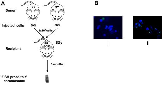 Figure 3. Intrinsic defect in Pot1bΔ/Δ mice hematopoietic cells. (A) Scheme of competitive BM transplantation experiment. Two-month-old male and female wild-type or Pot1bΔ/Δ mice were used as marrow donors. Female SCID recipient mice were lethally irradiated with 5 Gy of radiation. A total of 10 million mixed nucleated cells (50% from each genotype) were injected intravenously into the lateral tail veins of recipient mice. Recipients were killed after 3 months, and BM cells were analyzed with FISH for the presence of Y chromosomes. (B) Representative images of Y-probe FISH results in 2 different study groups. Group I: male Pot1bΔ/Δ male donors, wild-type female donors. Group II: wild-type male donors, Pot1bΔ/Δ female donors. Green: FITC labeled Y-FISH probe; blue: DAPI nuclear staining.