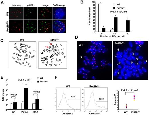 Figure 4. Elevated DNA damage response in HSCs lacking Pot1b. (A) Colocalization of γ-H2Ax (green) and TRF1 (red) to telomeres in sorted LSK cells isolated from wild-type (WT) and Pot1bΔ/Δ mice. Six 4-month-old mice per genotype were used for this experiment. (B) Quantification of colocalization of γ-H2Ax and TRF1 to telomeres in wild-type (WT) and Pot1bΔ/Δ LSK cells. A total of 300 nuclei were scored per genotype. Error bars represent SEM. (C) BM metaphases isolated from Pot1bΔ/Δ BM show chromosome end-to-end fusions (arrows), whereas wild-type (WT) metaphases show minimal abnormalities. (D) End-to-end chromosome fusions (arrows) and telomere signal-free ends (arrowheads) are elevated in Pot1bΔ/Δ BM cells. Not all telomere-free chromosome ends are indicated. (E) Representative real-time PCR quantification of mRNA expression levels of p21, PUMA, and BAX in sorted wild-type (WT) and Pot1bΔ/Δ LSK cells is shown. Each experiment was repeated in triplicate. Error bars represent SEM. (F) Histograms showing annexin V profiles of mice bone marrow LSK cells isolated from wild-type (WT) and Pot1bΔ/Δ. Data from 6 mice per genotype are shown in the right panel (P = 2.0 × 10−4).
