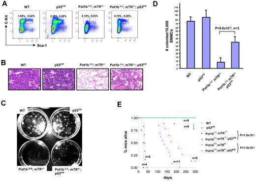 Figure 6. Abrogation of p53-dependent apoptotic function partially rescues the proliferative defects observed in Pot1bΔ/Δ;mTerc+/− HSCs. (A) Frequency of LK and LSK cells isolated from age-matched wild-type, p53P/P, Pot1bΔ/Δ; mTerc+/−, and Pot1bΔ/Δ; mTerc+/−; p53P/P BM. (B) BM morphology of age-matched wild-type (WT) p53P/P, Pot1bΔ/Δ; mTerc+/−, and Pot1bΔ/Δ; mTerc+/−; p53P/P mice (×20 magnification) in the diaphysis of the bone. (C) Representative in vitro colony-forming assays of 104 BM mononucleated cells isolated from age-matched wild-type, p53P/P, Pot1bΔ/Δ; mTerc+/−;p53P/P, and Pot1bΔ/Δ; mTerc+/− mice. (D) Quantification of the number of colonies shown in panel C. The average colony numbers for wild-type (WT) p53P/P, Pot1bΔ/Δ; mTerc+/−, and Pot1bΔ/Δ; mTerc+/−; p53P/P mice are 73 ± 12, 84 ± 15, 9 ± 5, and 35 ± 8, respectively. Results are from 3 independent experiments. Error bars represent SEM. (E) Kaplan-Meier survival analysis of Pot1bΔ/Δ; mTerc+/−; p53P/P intercrosses and wild-type (WT), p53P/P mice as control. For clarity, not all genotypes generated are shown. P values are indicated for selected comparison groups.