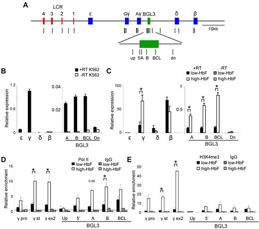 Figure 2. BGL3 is preferentially expressed in cells containing high HbF. (A) Map of the human β-globin locus showing the positions of primer pairs used to determine RNA transcript levels and factor occupancy by ChIP and real-time quantitative PCR (vertical lines). The globin genes and LCR DNase I–hypersensitive sites are represented by blue and red rectangles, respectively. The BGL3 region is depicted by a green rectangle. (B) Globin gene and intergenic transcription in K562 cells was evaluated using reverse-transcribed total RNA and quantitative RT-PCR with primers specific to the regions indicated on the x-axis. White bars indicate no reverse transcriptase. Results were normalized to GAPDH and error bars indicate SD. (C) Globin gene and intergenic transcription was evaluated for low-HbF (black bars) and high-HbF cells (white bars) as in panel B. Dark and light gray bars indicate values for reactions with no reverse transcriptase for low- and high-HbF cells, respectively. (D) ChIP was performed using an RNA Polymerase II Ab for low- and high-HbF cells. The locations of primers for PCR are indicated on the x-axis. Results were calculated against an input sample and normalized to GAPDH. Error bars indicate SD; black bars, low-HbF cells; white bars, high-HbF cells. Dark and light gray bars indicate values for an isotype matched control Ab in low- and high-HbF cells, respectively. The dotted line indicates the average of IgG control precipitations across all amplicons. (E) ChIP was performed using an H3K4me3 Ab to determine occupancy in low- and high-HbF cells. All data were calculated and plotted as described in panel D. *P < .05.