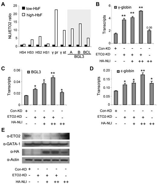 Figure 5. Increasing the NLI/ETO2 ratio in K562 cells induces γ-globin transcription. (A) The ratio of abundance of NLI/ETO2 at locations across the locus is plotted using the values obtained by ChIP assays shown in Figure 4. (B) The expression of γ-globin was monitored by quantitative RT-PCR after manipulating the NLI/ETO2 ratio in K562 cells. Cells were collected 48 hours after transfection with a control RNAi vector or with an ETO2 RNAi vector alone or together with an NLI-expressing vector (+, 2 μg; ++, 4 μg). Results were normalized to GAPDH and error bars indicate SD. *P < .05; **P < .001. The expression of BGL3 (C) and ϵ-globin (D) were monitored by quantitative RT-PCR after manipulating the NLI/ETO2 ratio in K562 cells exactly as described for panel B. (E) Western blot analysis was performed using Abs to ETO2 and NLI to confirm ETO2 knockdown and NLI overexpression. Actin served as the loading control.