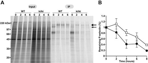 Figure 3. Metabolic pulse-chase and immunoprecipitation analysis of P-selectin in FL-derived megakaryocytes. Pulse-chase analysis of P-selectin expression in FL-derived megakaryocytes from WT or FOG1 ki/ki mice. (A) Representative autoradiograph of SDS-PAGE analysis of total megakaryocyte cell lysate input and immunoprecipitated P-selectin at 0 to 6 hours of chase after a 30-minute pulse with 35S-methionine/cysteine. Positions of size markers are shown on left, and 2 arrows indicating the core glycosylated 126-kDa P-selectin precursor form (small arrow) and the 140-kDa P-selectin mature form (larger arrow) are shown on the right.29 (B) P-selectin levels were quantified at each time point and calculated relative to the total amount present at time 0 as a percentage. □ represent WT; and ●, ki/ki curve. Data are mean ± SD. N = 3.