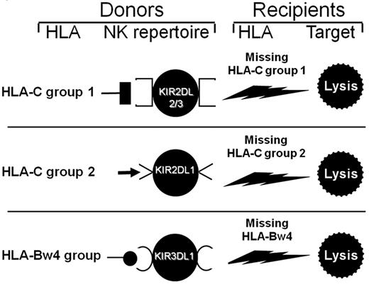Figure 3. Selecting donor/recipient pairs with donor-versus-recipient NK alloreactivity. All persons possess the KIR2DL2 and/or KIR2DL3 receptors for HLA-C group 1 alleles. If they have HLA-C group 1 allele(s) in their HLA type, they possess HLA-C1-specific NK cells, which are alloreactive against cells from persons who do not express HLA-C group 1 alleles (top panel). A total of 97% of persons possess the KIR2DL1 receptor for HLA-C group 2. If they possess HLA-C group 2 allele(s) in their HLA type, they have HLA-C2-specific NK cells, which mediate alloreactions against cells from persons who do not express HLA-C group 2 alleles (middle panel). In one study on a large cohort,41 functional analyses detected alloreactivity when NK clones were tested against HLA-C group mismatched allogeneic targets. Frequencies of alloreactive NK clones were high, that is, 8 ± 6 cells in 100 (mean ± SD) for HLA-C group 2 mismatches; 5 ± 3 cells in 100 for group 1 mismatches. Finally (bottom panel), 90% of persons possess the KIR3DL1 receptor for HLA-Bw4 alleles. When they have HLA-Bw4 allele(s) in their HLA type, they may have HLA-Bw4–specific NK cells that are alloreactive against Bw4-negative cells. When NK clones from HLA-Bw4–positive persons who possessed the KIR3DL1 gene were tested against allogeneic HLA-Bw4–negative targets, alloreactive NK clones were detected in 2 of 3 persons.41 Reprinted from Velardi (Role of KIRs and KIR ligands in hematopoietic transplantation. Curr Opin Immunol. 2008;20:581-587) with permission.
