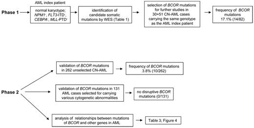 Figure 1. Flow chart outlining the different phases of the study. Two phases of the study were performed. In phase 1, the identification of candidate somatic mutations by WES was carried out in an index patient. BCOR mutations were subsequently searched for in 82 CN-AML patients with the same genotype as the AML index patient. In phase 2 of the study, additional patient cohorts and associations between BCOR and other molecular mutations were investigated.