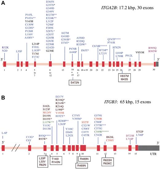 Figure 1. Schematic representation showing the spectrum of missense mutations that give rise to GT. From a survey of the literature and on consulting the GT database (http://sinaicentral.mssm.edu/intranet/research/glanzmann), a total of 113 different ITGA2B mutations include 54 missense mutations that distribute across the 30 exons (red bars) of the gene (A), whereas the 72 reported ITGB3 mutations include 44 missense mutations distributed across 15 exons (B). The defects (in single letter amino acid code) responsible for lack-of function variant forms are in black; blue, those that primarily prevent αIIbβ3 expression; green, mutations characteristic of ethnic groups; orange, the substitutions give activated integrin; and rose, GT is associated with macrothrombocytopenia. Asterisks indicate the number of times the defect has been reported in apparently unrelated families. Amino acid substitutions that give rise to human platelet alloantigen systems without affecting αIIbβ3 expression or function are shown in boxes. Mutations giving rise to GT are distributed across both genes. In contrast, variant forms are more likely to have β3 gene defects (see also Table 1).