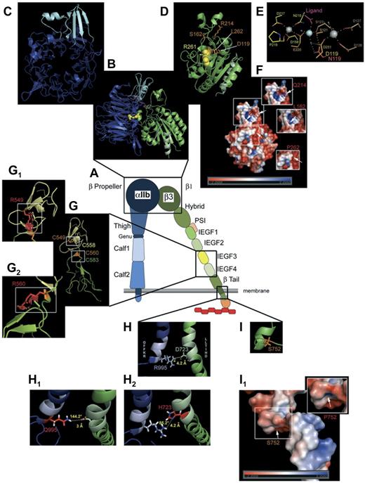 Figure 2. Modeling of selected mutations on αIIbβ3 structure. (A) Schematic representation of αIIbβ3 in open conformation. (B) Computer-drawn ribbon diagram of αIIb (blue, cap in light blue) and β3 (green) headpieces in open conformation; Arg261 (yellow spheres) in β3 is shown as a space-filling model.29 A 90° rotation of the αIIb β-propeller (C) and the β3 βΑ I-like domain (D) exposes the surfaces normally in contact with each other. (D) Amino acids (orange sticks) affected by mutations giving variant forms (Table 1). (E) Metal coordination sites in the SyMBS (yellow), MIDAS (orange), and ADMIDAS (brown) domains; N atoms are blue and O atoms are red; Ca2+ (gray spheres), Mg2+ (pale blue spheres), and water (blue small spheres). Metal coordination and hydrogen bonds are shown as dashed lines; Asp119 (orange) and the mutated Asn (red) are superimposed. E220 contributes to both SyMBS and MIDAS, although colored yellow. (F) Electrostatic potential surfaces of the β1 domain, with views (small windows) of charge changes caused by the 3 highlighted mutations (for clarity, the corresponding mutation sites are indicated on the whole image by white arrows). (G) Ribbon diagrams of I-EGF3 (yellow) and I-EGF4 (green) domains of β3. Selected disulfides are illustrated with Cys549 (orange stick) interacting with Cys558 (yellow stick), and Cys560 (orange stick) bonded to Cys583 (green stick).55 Mutations (G1, G2) are shown as graphical red stick representations in small windows; graphical “bumps” (red discs) indicate steric interactions caused by the Arg549 and Arg560 substitutions. (H) Ribbon diagrams of the cytoplasmic domains of αIIbβ3. Shown is the ionic interaction of Arg995 of αIIb (pale blue stick, positively charged) and Asp723 of β3 (pale green stick, negatively charged). (H1-H2) Amino acid changes in the salt link in cytoplasmic domain variants (Table 1). (H1) Replacement of Arg995 of αIIb by Gln modifies the ionic interaction with a hydrogen bond of moderate force with respect to the distance and angle formed by the 3 atoms engaged in the link. (H2) Substitution of Asp723 of β3 by His causes the complete loss of the interaction with Arg995. (I) Ser752 (orange stick) of β3 with (I1) showing images of the electrostatic potential surface changes induced by the mutation Ser752Pro. Models were obtained using the PyMol Molecular Graphics System Version 1.3 (Schrödinger LLC; www.pymol.org) and 2vdo, 3fcs, and 2knc pdb files for crystal structure of αIIb and/or β3 subunits. Amino acid changes are rotamer incorporated from the Dunbrack Backbone library with the maximum probability. Electrostatic potential surface calculation and visualization were obtained with the Adaptive Poisson-Boltzmann Solver software incorporated in PyMol Version 1.3 software.104