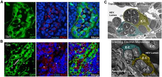 Figure 1. HEVs create lymphocyte pockets. (A-B) Confocal images of a LN section from a RAG-2°/°ubiquitin-GFP chimera (green) stained for PNAd (red), sytox 63/nuclei (blue; A), or CD3 (blue) and B220 (red; B) expression, showing the individual HEV ECs and their “pockets” (arrowheads) containing lymphocytes. (*) = Perivascular channel. (C) Representative SEM and TEM pictures of HEV ECs obtained from WT LN sections. Images were pseudocolored to help delineate lymphocytes (L) and endothelial cells (E.C). Data are representative of 3 different experiments (2 mice per experiment, ∼ 20 analyzed HEVs per experiment).