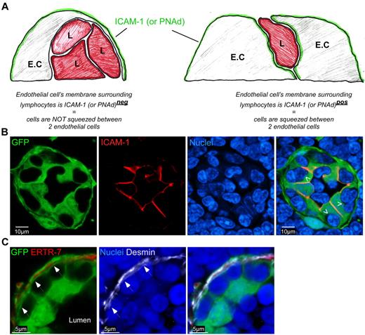 Figure 2. HEV pockets are plastic structures. (A) The right panel in the diagram represents a situation in which lymphocytes are not engulfed within pockets but simply migrating between 2 ECs while the left panel represents lymphocytes present in a true structured pocket underneath the HEV. L = Lymphocyte. (B) Confocal image of a LN section from a ubiquitin-GFP chimera (green) stained for ICAM-1 (red) and sytox 63/nuclei (blue) Arrowheads indicate the inner membrane of the EC directly in contact with lymphocytes. (C) Confocal image of a LN section from a ubiquitin-GFP chimera (green) stained for ERTR-7 (red), Desmin (white) and sytox 63/nuclei (blue). Arrows indicate the membranes of myofibroblasts/pericytes that ensheath the conduit system. Data are representative of 3 different experiments (2 mice per experiment).