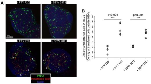 Figure 4. S1P1 blockade limits blood lymphocyte access to the LN parenchyma. WT mice were either treated or not with FTY-720 (36 hours) or SEW-2871 (8 hours) and injected intravenously with 10 millions of CMTMR labeled lymphocytes (red). (A) One hour later, LNs were harvested, sectioned in multiple slices, stained for PNAd (green) and Sytox63/nuclei (blue) and analyzed by confocal microscopy. The position of each individual cell is highlighted with a red dot. Arrowheads indicate HEVs in which transferred cells accumulate. (B) For each LN, densities of transferred cells inside and outside PNAd+ HEVs were calculated and presented as a ratio. Each symbol represents the averaged ratio calculated from all the imaged slices of a given LN. Data are representative of 3 different experiments (2 or 3 mice per experiment, minimum of 3 LNs per mouse).