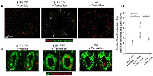 Figure 5. Lymphocytes sequestration in LN limits blood lymphocytes access to the LN parenchyma. RAG-2°/°ubiquitin-GFP chimera were irradiated and reconstituted with either WT bone marrow cells or a mixture of bone marrow cells isolated from RAG-2°/°WT mice (20%) and ubiquitin-Cre Esr1 × S1P1flox/− mice (80%). Reconstituted chimeras were treated or not with tamoxifen and injected with 10 millions of CMTMR labeled lymphocytes (green). One hour later, LNs were harvested, sectioned, stained for PNAd (red) and analyzed by confocal microscopy (A). Arrowheads indicate HEVs in which many transferred cells accumulate. (B) Densities of transferred cells inside and outside PNAd+ HEVs were calculated for each analyzed section and presented as a ratio. (C) A typical HEV imaged in control and tamoxifen-treated ubiquitin-Cre Esr1 × S1P1flox/− is shown. Data are representative of 3 different experiments (2 or 3 mice per experiment, minimum of 3 LNs per mouse).