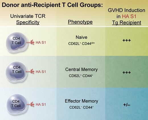 BALB/c TS1 transgenic RAG-deficient mice possess a univariate T-cell receptor (TCR) specific for the immunodominant epitope of influenza A virus PR8 hemagglutinin (HA) S1 determinant (aa 110-119) presented in the context of MHC class II IEd. Naive donor CD4 T cells were isolated via flow sorting from unmanipulated TS1 mice. Memory populations were generated by isolating and stimulating these T cells in vitro for several days with HA S1 peptide and adoptively transferring them into BALB/c RAG-deficient mice for several months. Memory cell populations were then obtained by flow sorting. These subsets were then individually transplanted together with bone marrow from BALB/c RAG-deficient donors into lethally conditioned BALB/c transgenic mice (BALB/c HA104) expressing the HA S1 determinant throughout.13 Recipient mice were monitored, scored, and evaluated for clinical and histopathologic changes characteristic of GVHD. Professional illustration by Alice Y. Chen.