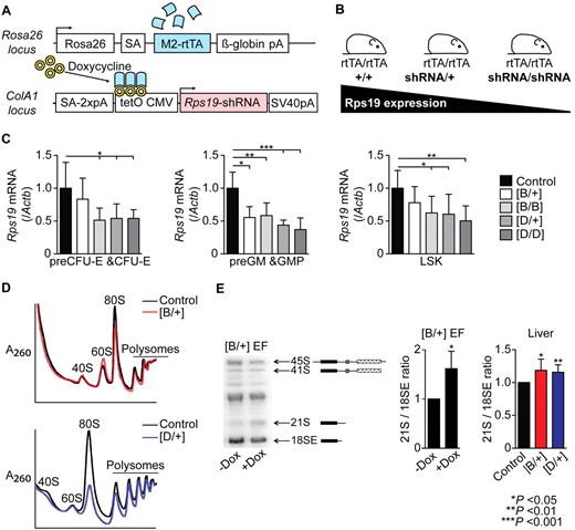 Figure 1. Rps19 knock-down mouse models show a reduction in Rps19 expression on doxycycline administration. (A) Overview of modified loci. (B) Breeding strategy to adjust the level of Rps19 down-regulation. (C) Quantitative real-time PCR analysis of Rps19 mRNA levels in erythroid (preCFU-E/CFU-E), myeloid (preGM/GMP), and multipotent (LSK) hematopoietic progenitors from adult mice that were given doxycycline for 3 days. (n = 4-7 per genotype). (D) Representative polysome profiles of cells derived from the liver after 10 days of doxycycline administration. (E) Pre-rRNA analysis of heterozygous shRNA-B embryonic fibroblasts (EF) cultured for 7 days with or without doxycycline (n = 4), or of cells derived from the liver after 10 days of doxycycline administration. (n = 6-10). Error bars represent SD. SA indicates splice acceptor; and pA, polyadenylation signal. Black arrowheads in panel A indicate transcriptional start sites.