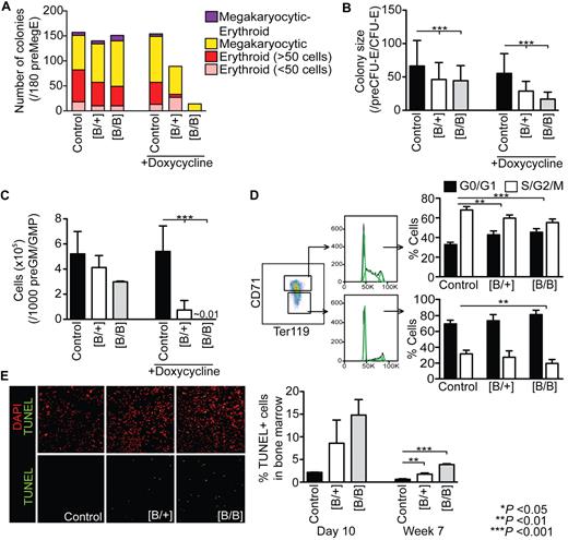 Figure 4. Rps19 deficiency results in impaired proliferation of hematopoietic progenitors and increased apoptosis. shRNA-B mice were induced for 10 days with doxycycline followed by FACS sorting of (A) preMegE progenitors (n = 180 single-cell cultures), (B) preCFU-E/CFU-E progenitors (n = 240 single-cell cultures) or (C) 1000 preGM/GMP progenitors (n = 3-6 per genotype) into supportive liquid cultures with or without doxycycline. (D) Cell cycle analysis of early (CD71+ Ter119+) and late (CD71low Ter119+) erythroblasts in induced shRNA-B mice (n = 4-6 per genotype). Dean-Jett-Fox model was used to calculate percentages of cells in G1/G0, S, and G2/M phases (shown in green). (E) TUNEL staining of whole bone marrow cells from shRNA-B mice after 10 days (n = 2-3 per genotype) or 7 weeks (n = 3 per genotype) of doxycycline administration. Error bars represent SD.