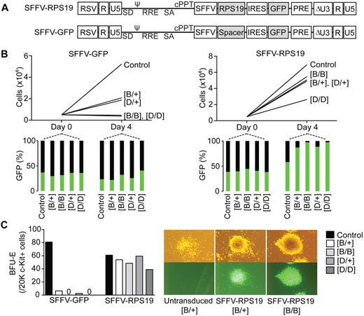 Figure 5. RPS19 overexpression rescues the hematopoietic defect in vitro. (A) Design of lentiviral rescue vector overexpressing a codon-optimized human RPS19 and GFP, and the control vector expressing only GFP. (B) c-Kit–enriched hematopoietic progenitors from uninduced mice were transduced, and their proliferation was assayed in liquid cultures in presence of doxycycline. (C) BFU-E colony forming potential of transduced hematopoietic progenitors in presence of doxycycline. Data shown are from a single experiment but are representative of 2 repeat experiments. RSV indicates Rous sarcoma virus; ψ, packaging signal; SD, splice donor; RRE, rev responsive element; SA, splice acceptor; cPPt, polypurine tract; SFFV, spleen focus forming virus promoter; PRE, posttranscriptional regulatory element; IRES, internal ribosome entry site; and GFP, green fluorescent protein.