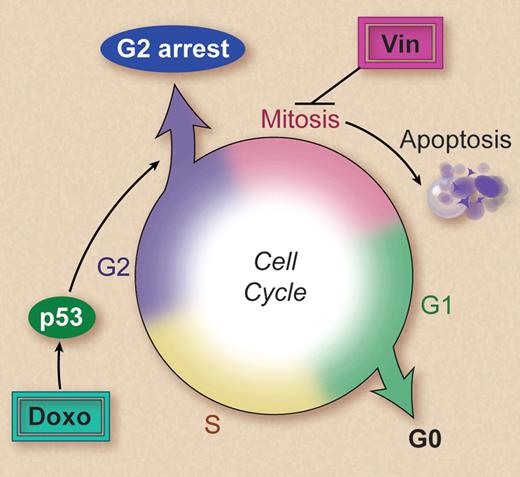 Vincristine (Vin) triggers apoptosis subsequent to disruption of the mitotic spindle during mitosis. Doxorubicin (doxo) activates p53, resulting in a cell cycle arrest in the G2 phase. This prevents cells entering mitosis, thereby avoiding the cytotoxic effects of vincristine. Professional illustration by Debra T. Dartez.