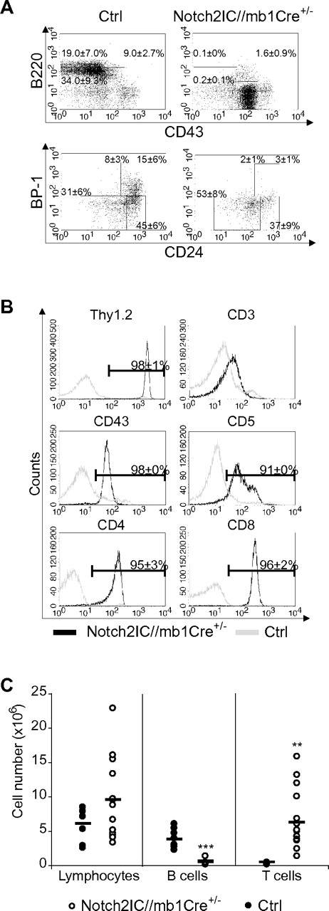 Figure 1. Early B-cell development is blocked in Notch2IC//mb1Cre+/− mice. (A) Flow cytometric analysis of BM single-cell suspensions. Numbers display the percentages and SD of lymphocyte-gated pro- and large pre-B cells (B220+CD43+), immature and small pre-B cells (B220+CD43−), and mature, recirculating B cells (B220highCD43−; top) or of lymphocyte, B220+CD43+-gated Hardy Fraction A (BP1−CD24low)//early pro-B, Fraction B (BP1−CD24+)//late pro-B, Fraction C (BP1+CD24low), and Fraction C′ (BP1+CD24+)//early pre-B20 (bottom). Values were calculated from 10 analyzed mice per genotype. (B) Notch2IC//mb1Cre+/− mice display an aberrant T-cell population in the BM. BM single-cell suspensions were stained and analyzed with flow cytometry for the expression of indicated surface markers. Histograms show overlays of surface expression of the indicated molecules on lymphocyte-gated, hCD2+ BM cells from Notch2IC//mb1Cre+/− (black line) and lymphocyte-gated BM cells from control (gray line) mice. Mean percentages and SDs were calculated from 10 independent experiments. (C) In the BM of Notch2IC//mb1Cre+/− mice, absolute T-cell numbers are increased, whereas B-cell numbers are decreased. Absolute numbers of total counted cells, lymphocyte-gated, B220+ B cells and Thy1.2+ T cells in the BM of Notch2IC//mb1Cre+/− (○) and control (●) mice. Points represent data from individual mice, and horizontal bars mark the mean value.