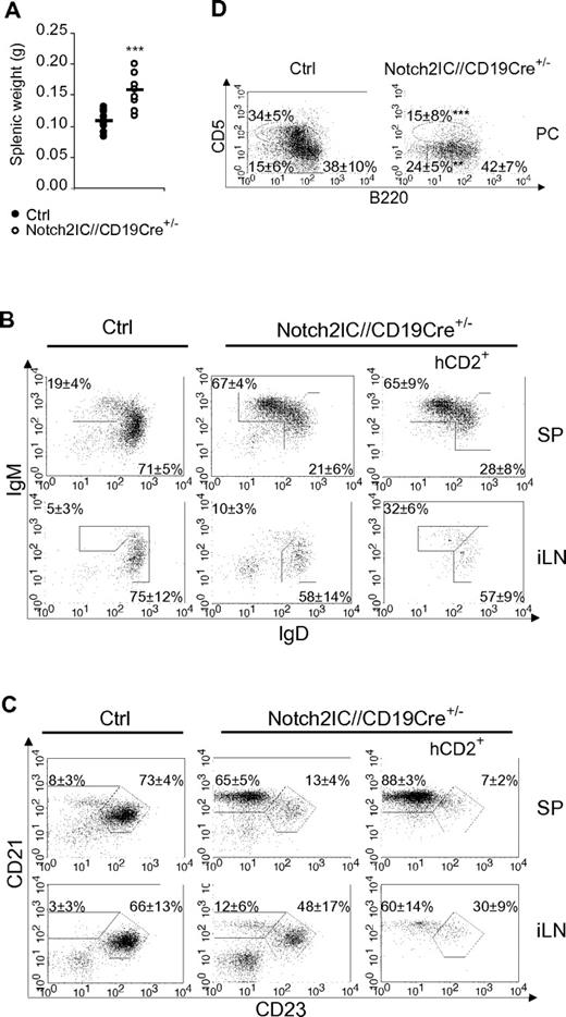 Figure 2. MZ B cells are the dominant B-cell population in the spleen of Notch2IC//CD19Cre+/− mice. (A) Splenic weight of 8-week-old Notch2IC//CD19Cre+/− mice and control littermates. Points represent data from individual mice, and horizontal bars mark the mean value. ***P < .001, as calculated by the 2-tailed Student t test. (B-C) Notch2IC expression strongly drives MZ B-cell differentiation. Lymphocytes of spleen (SP) and iLNs of the indicated genotype were analyzed by flow cytometry for the expression of IgM and IgD (B) or CD21 and CD23 (C). Plots B and C are gated on lymphocytes and B220+ cells. Numbers indicate mean percentages and SDs of lymphocyte-gated populations of B220+ B cells. The right panels are additionally gated on hCD2, displaying the distribution of Notch2IC-expressing cells. Fo B cells (IgM+IgD+), MZ B and transitional B cells (IgM+IgDlow; B); Fo B cells (CD21intCD23+) and MZ B cells (CD21highCD23low; C). The calculation is based on 11 independent experiments. (D) B1a and B2 cells are decreased in the peritoneal cavity (PC) of Notch2IC//CD19Cre+/− mice. Flow cytometric analysis of cells isolated from the PC. Cells are pregated on lymphocytes and IgM+ cells. Numbers display the percentages and SDs of lymphocyte-gated, IgM+ B1a (B220lowCD5+), B1b (B220lowCD5low), and B2 (B220highCD5−) cells. Values were calculated from 9 independent experiments. **P < .01 and ***P < .001, calculated by the 2-tailed Student t test, in comparison to control.