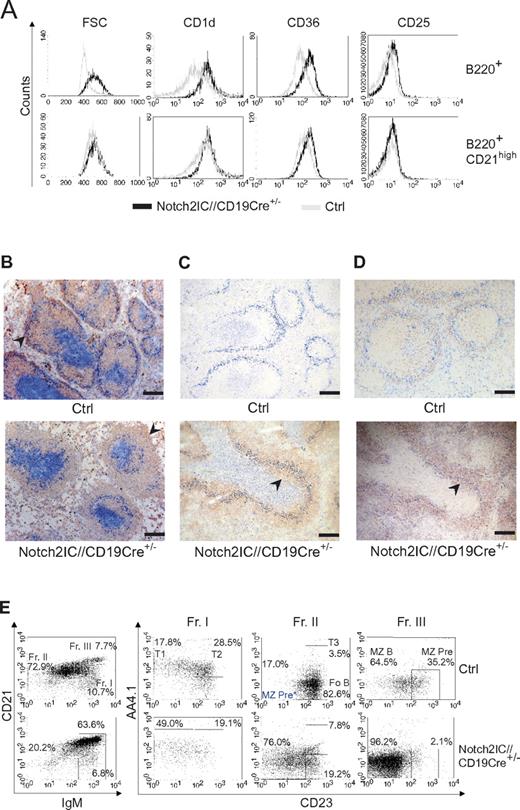 Figure 3. Characterization of Notch2IC-expressing B cells as MZ B cells. (A) Characteristic MZ B-cell surface marker expression on Notch2IC+ B cells. Histograms show overlays of cell size (forward scatter) or overlays of surface expression of the indicated molecules on lymphocyte-gated, B220+, hCD2+ B cells from Notch2IC//CD19Cre+/− (black line) and on lymphocyte-gated, B220+ B cells from control (gray line) mice (top). Histograms in the bottom row are additionally gated on CD21high to compare Notch2IC-expressing MZ B/MZ B precursor cells with control MZ B/MZ B precursor cells. Data are representative for 3 independent experiments. (B-D) Notch2IC-expressing B cells are mainly located in the splenic MZ. Immunohistochemical stainings of splenic cryosections for (B) MOMA-1+ metallophilic macrophages (α-MOMA1; blue), lining the MZ at the sinus, IgM+ B cells (α-IgM; red), and CD3+ T cells (α-CD3; blue). The MZ is indicated by arrows. Scale bar: 250 μm. (C) MOMA-1+ metallophilic macrophages (α-MOMA-1; marine blue), CD3+ T cells (α-CD3; pigeon blue), and hCD2+ (α-hCD2; red). An arrowhead indicates hCD2+ B cells within the follicle. Scale bar: 250 μm. (D) MOMA-1+ metallophilic macrophages (α-MOMA1; blue) and CD1d+ MZ B cells and MZ B-cell precursor cells (α-CD1d; red) and CD3+ T cells (α-CD3; blue). CD1d+ cells within the follicle are indicated by an arrow. Panels C and D are serial sections stained with different antibodies. The arrows indicate MZ B cells or MZ B-cell precursors located inside the primary follicles. Scale bar: 250 μm. (E) The numbers of MZ B-cell precursors are not increased in Notch2IC//CD19Cre+/− mice. Splenic B cells isolated by CD43+ depletion were stained with antibodies specific for CD21/35, IgM, CD23, and AA4.1 and were analyzed by flow cytometry. Plots in the left panel are lymphocyte-gated and display percentages of cells belonging to fraction I to III (Fr. I, II, III) according to Allman and colleagues21,22; IgMhighCD21/35low/int cells (Fr. I); IgMlow/intCD21/35int cells (Fr. II); IgMhighCD21/35high cells (Fr. III). Numbers in the right panel display the frequency of events as a function of the indicated parent gate, which is stated above. Fr. I harbors T1 and T2 B cells; Fr. II, T3 and Fo B cells as well as potential MZ B-cell precursors* (MZ Pre*); and Fr. III, MZ B cells and conventional MZ B-cell precursors. Data are representative for 3 independent experiments.